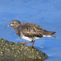 Black Turnstone